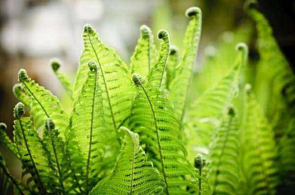 蕨類植物在園林中的多彩應用