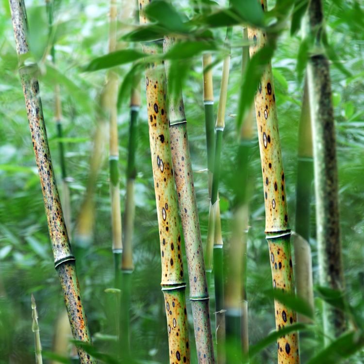 景杝園林|園林彩竿竹的種類與應用