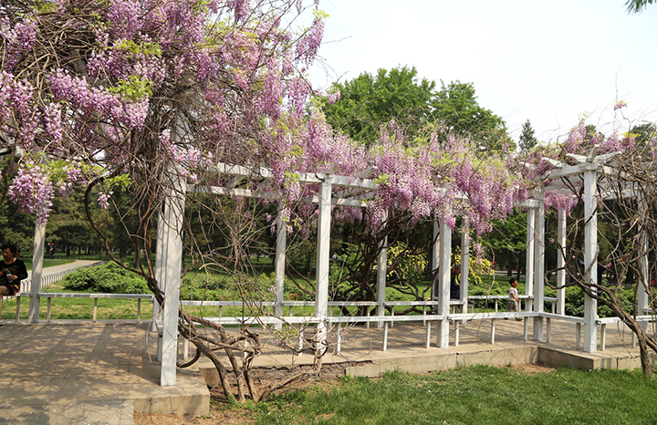 【庭院元素】花園廊架——春開花顏，夏落涼蔭