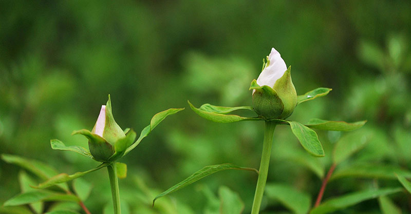 【漲姿勢(shì)】關(guān)于植物的10個(gè)冷知識(shí)