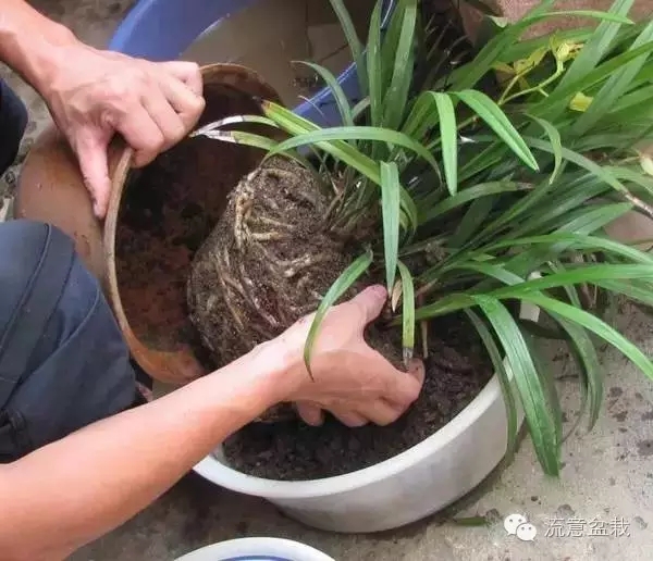 養花要懂得換盆土