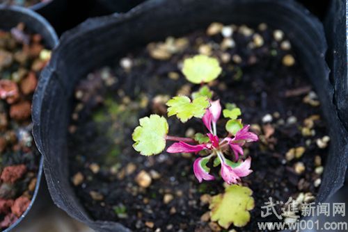 矮化——讓花木更美