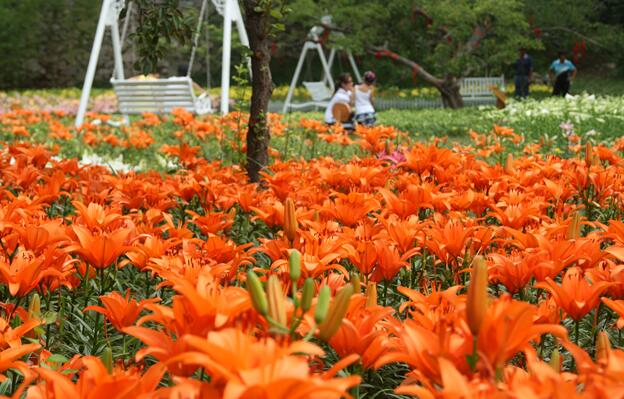 濟南紅葉谷景區(qū)將辦百合花節(jié)