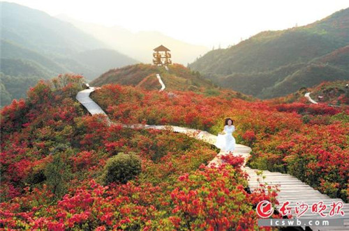 長沙：億年的冰川遺跡，邂逅十萬畝杜鵑花海