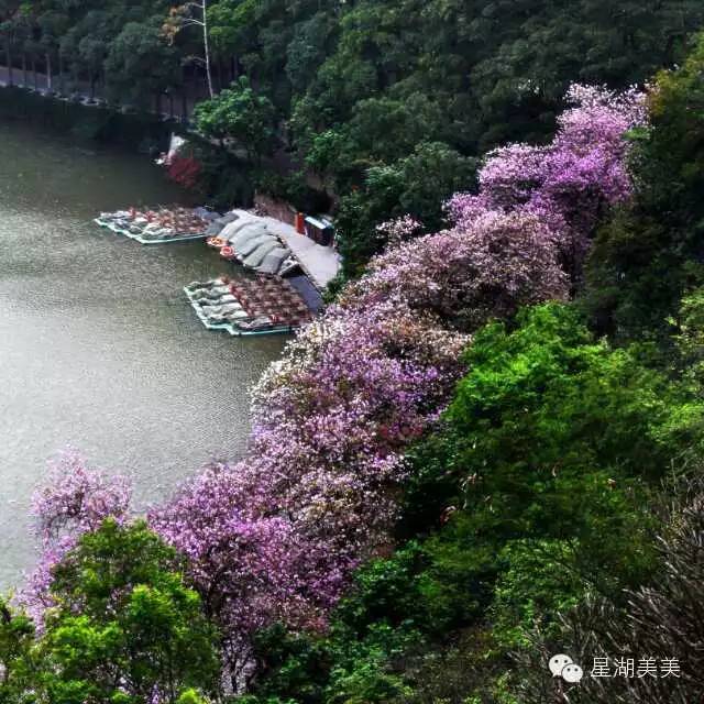 肇慶星湖宮粉紫荊花海即將繽紛盛放