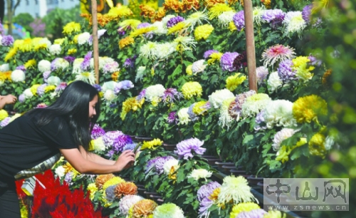 中山市小欖鎮(zhèn)菊花會今天舉行