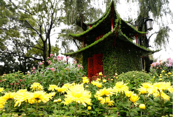 昆明大觀公園10萬盆菊花盛開