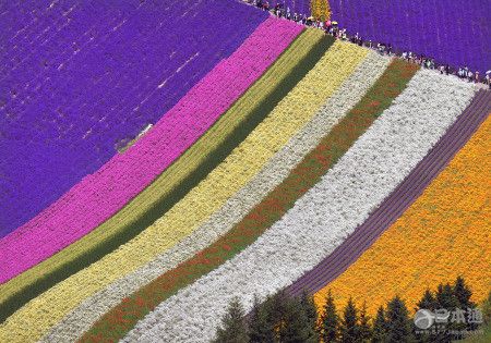 日本北海道花田迎來最佳觀賞期