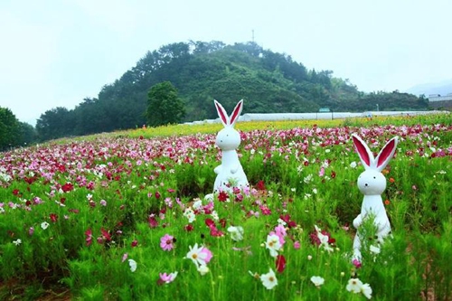 千島湖動漫主題花海開得正好