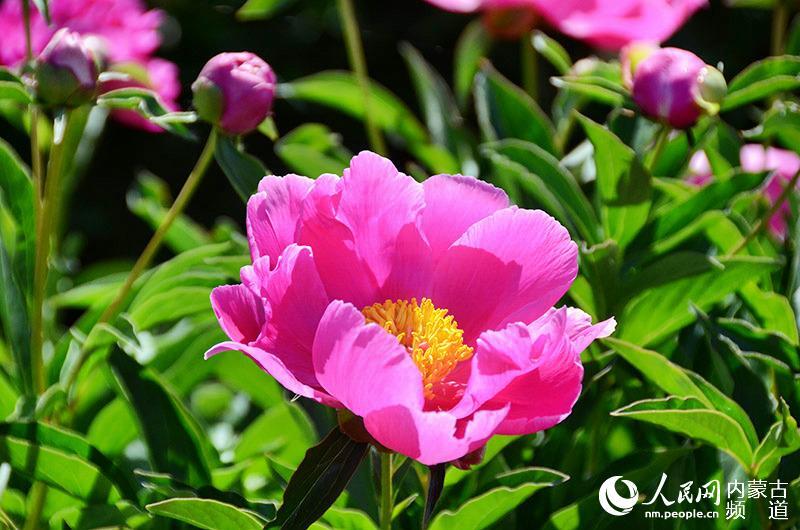 2016內蒙古第七屆盛樂芍藥旅游節盛大開幕