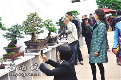 大別山首屆“映山紅”杯盆景展在岳西舉行