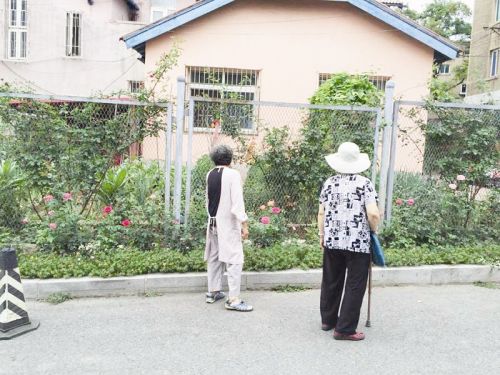 鞍山老太養花30年 家門前成景觀帶