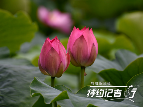 荊州：明月公園荷花嬌艷欲滴