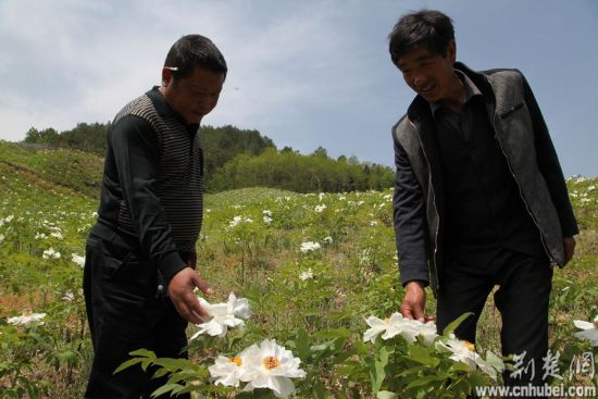 湖北竹山村民種植牡丹找“錢”途