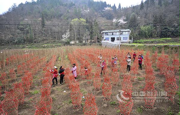 湖北利川造型花木產(chǎn)業(yè)助農(nóng)增收