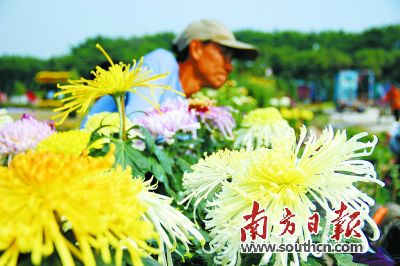 廣東：菊中貴人“綠安娜”亮相 韓國仁川景點登陸小欖