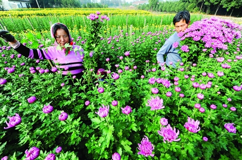 江蘇：太倉市農民采收鮮菊花忙