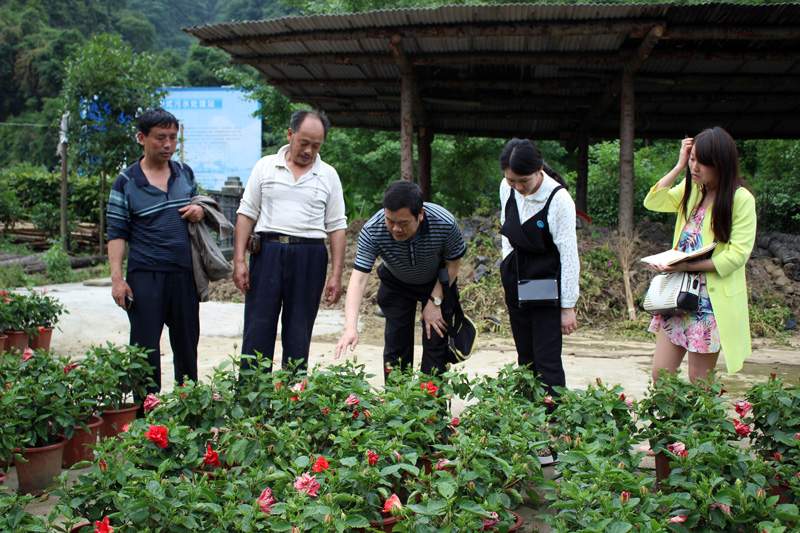 湖南：吉首花卉苗木產業(yè)鼓起農民腰包