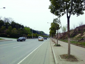 南京：雨花臺四條景觀道變身“法桐大道”