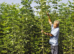 天津：黃花店鎮賈連強苗木種植能手致富路（圖）