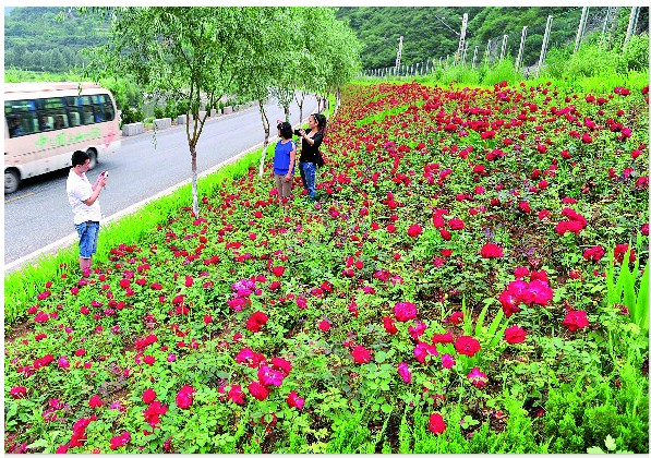 秦嶺花谷鮮花怒放