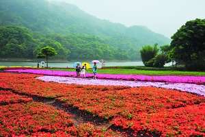 夏日五月石門夏花絢爛