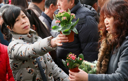 早春時節(jié)咸陽花卉市場交易逐漸升溫