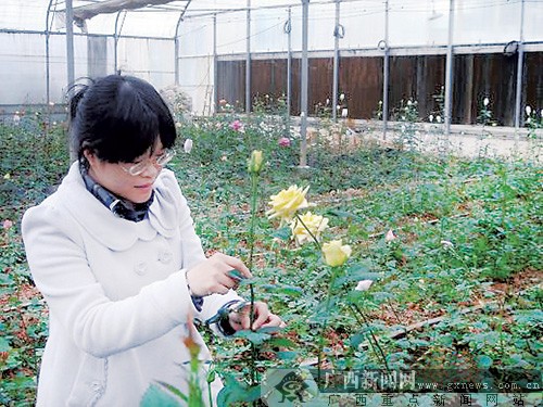 13種切花月季和4種食用玫瑰成功落戶廣西(圖)