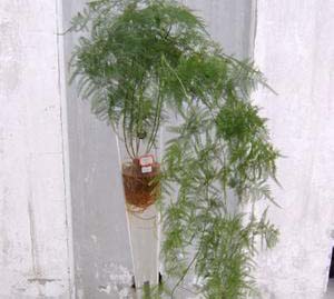 居室保濕10大水養植物