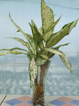 居室保濕10大水養植物